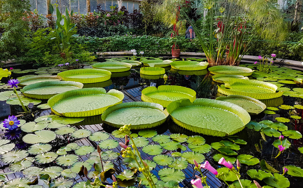 Lewis W. Barton Arboretum, United States